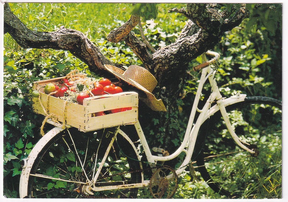 Carte Postale vélo retour du jardin pays méditerranéen cagette de tomate