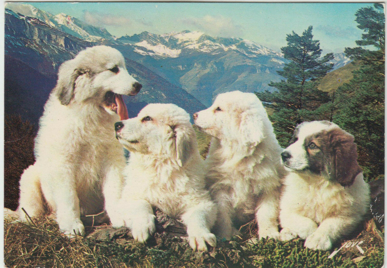 CARTE POSTALE CHIEN CHIOTS DES PYRENEES ELEVAGE DU PIC DE MARBORE ASSIBAT 401932941350