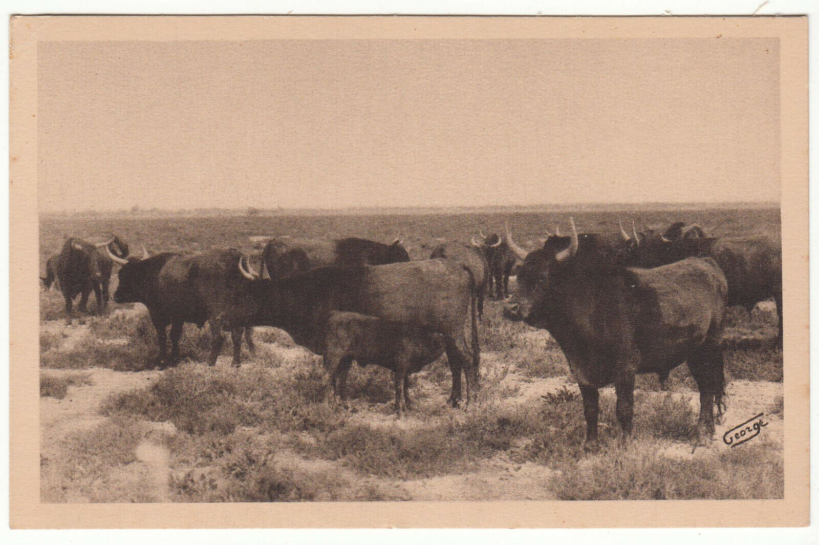 CARTE POSTALE EN PROVENCE TAUREAUX CAMARGUES AUX PATURAGE 401957092050