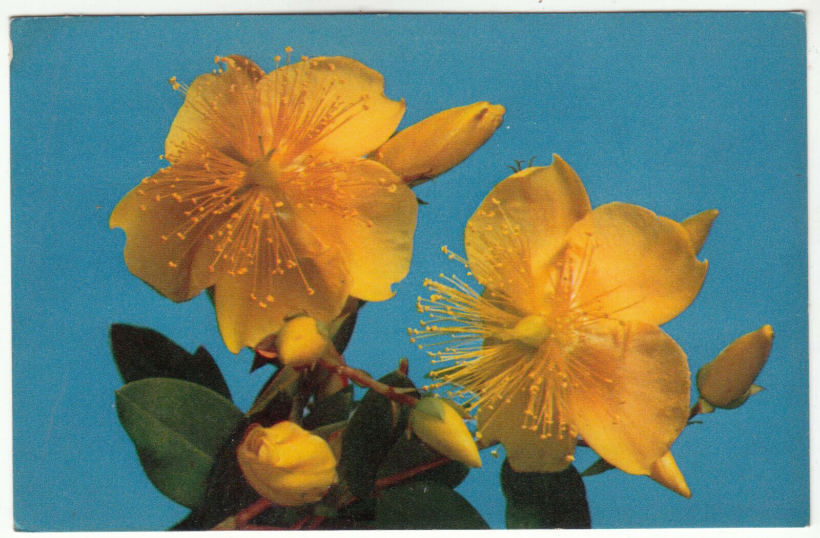 CARTE POSTALE FANTAISIE FLEUR MILLEPERTUIS 123974438430