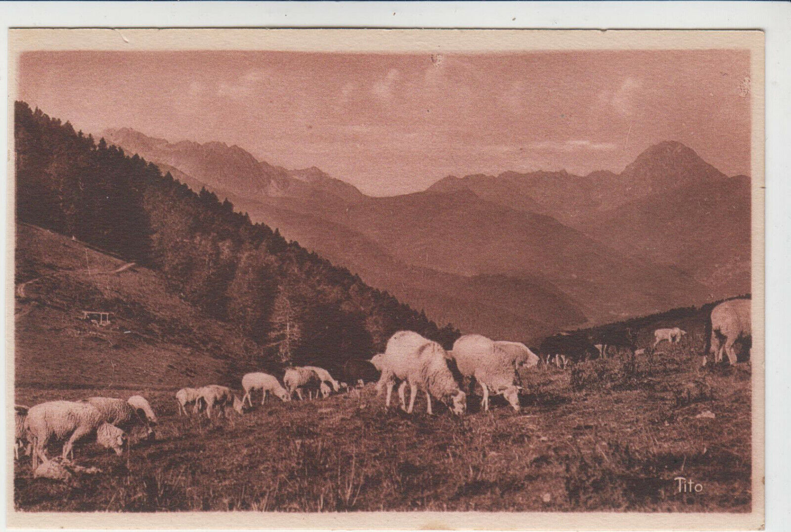 CARTE POSTALE LES PYRENEES LE COL D ASPIN MOUTONS AU PATURAGE 401924555710