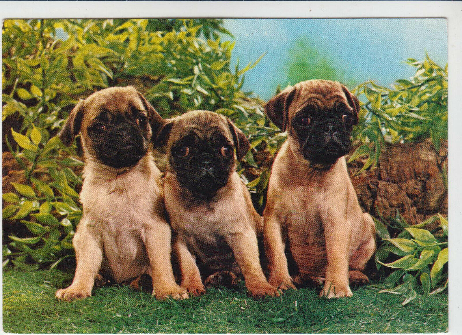 CARTE POSTALE MODERNE CHIEN CARLIN 123949658730