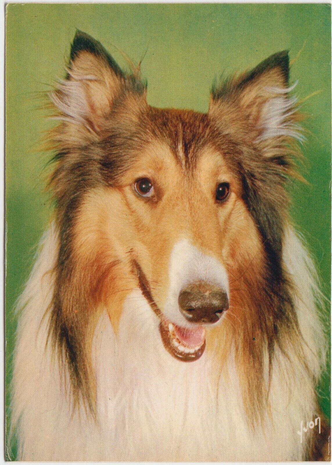 CARTE POSTALE MODERNE CHIEN COLLEY 123949879560