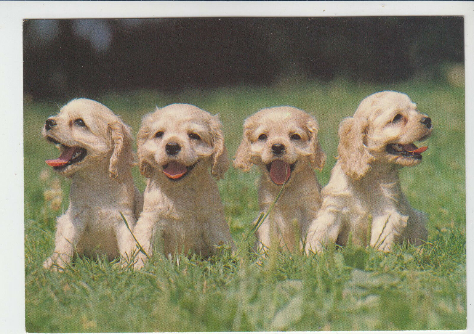 CARTE POSTALE MODERNE CHIEN DE COMPAGNIE CHIOTS 123949413610