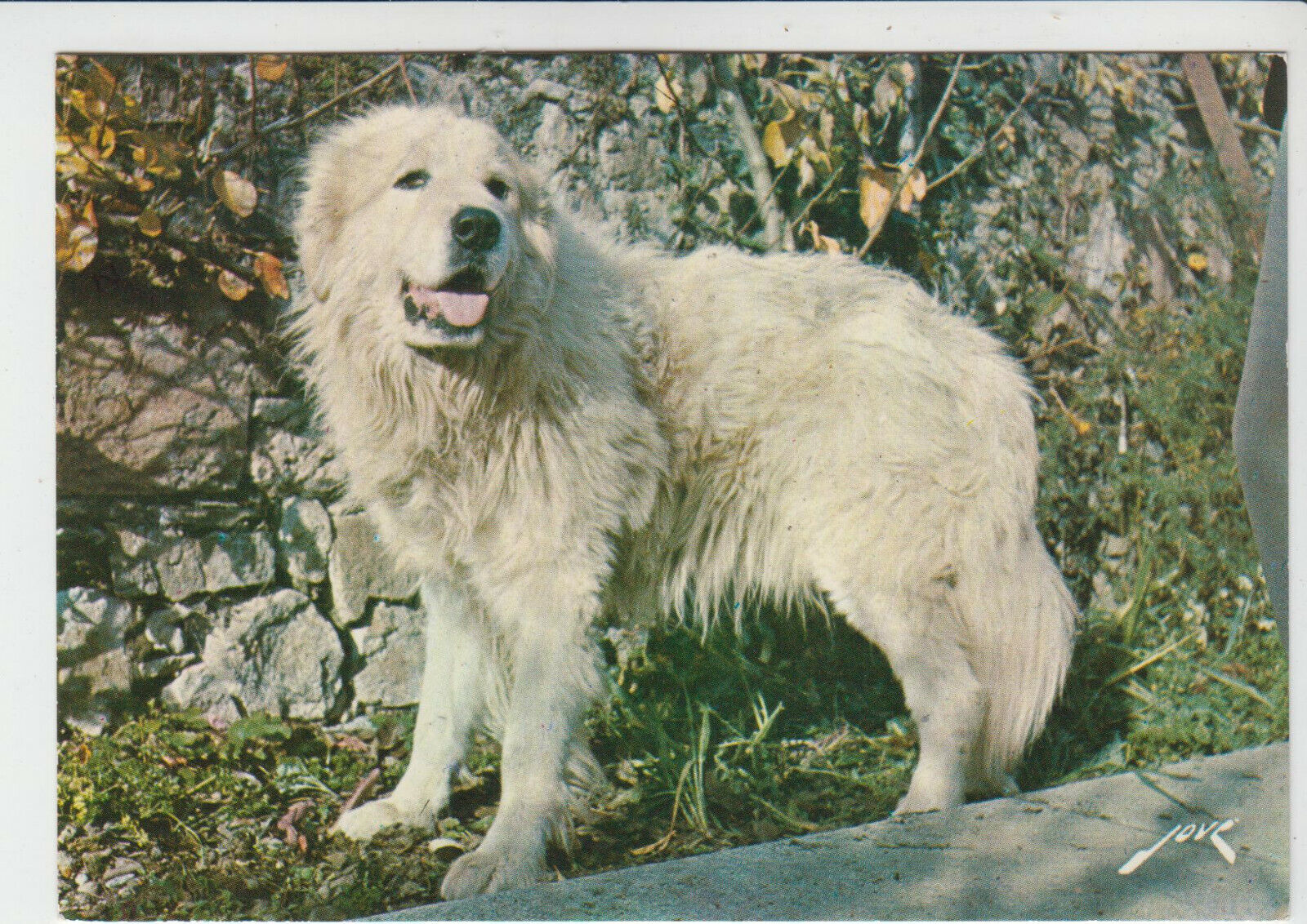 CARTE POSTALE MODERNE CHIEN DES PYRENEES PATOU 401928157050