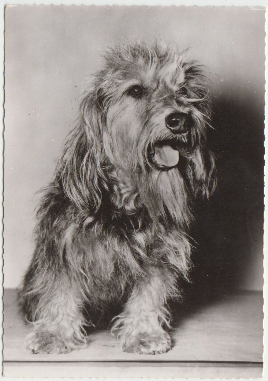 CARTE POSTALE MODERNE CHIEN GRIFFON FAUVE DE BRETAGNE 401931655590