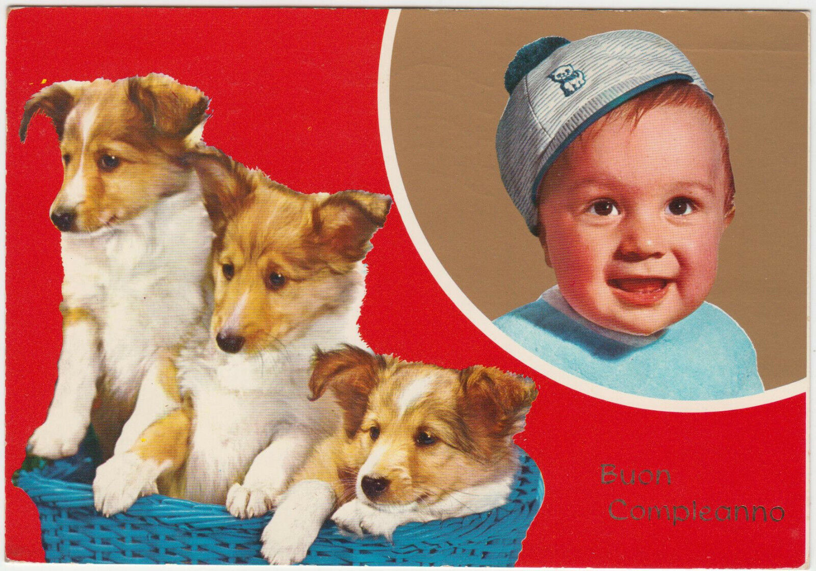 CARTE POSTALE MODERNE CHIEN KROMFOHRLANDER 401931994390