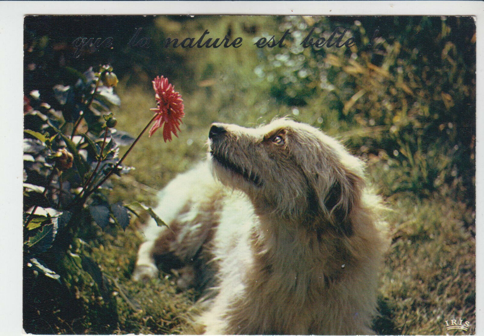 CARTE POSTALE MODERNE CHIEN QUE LA NATURE EST BELLE 123946391860