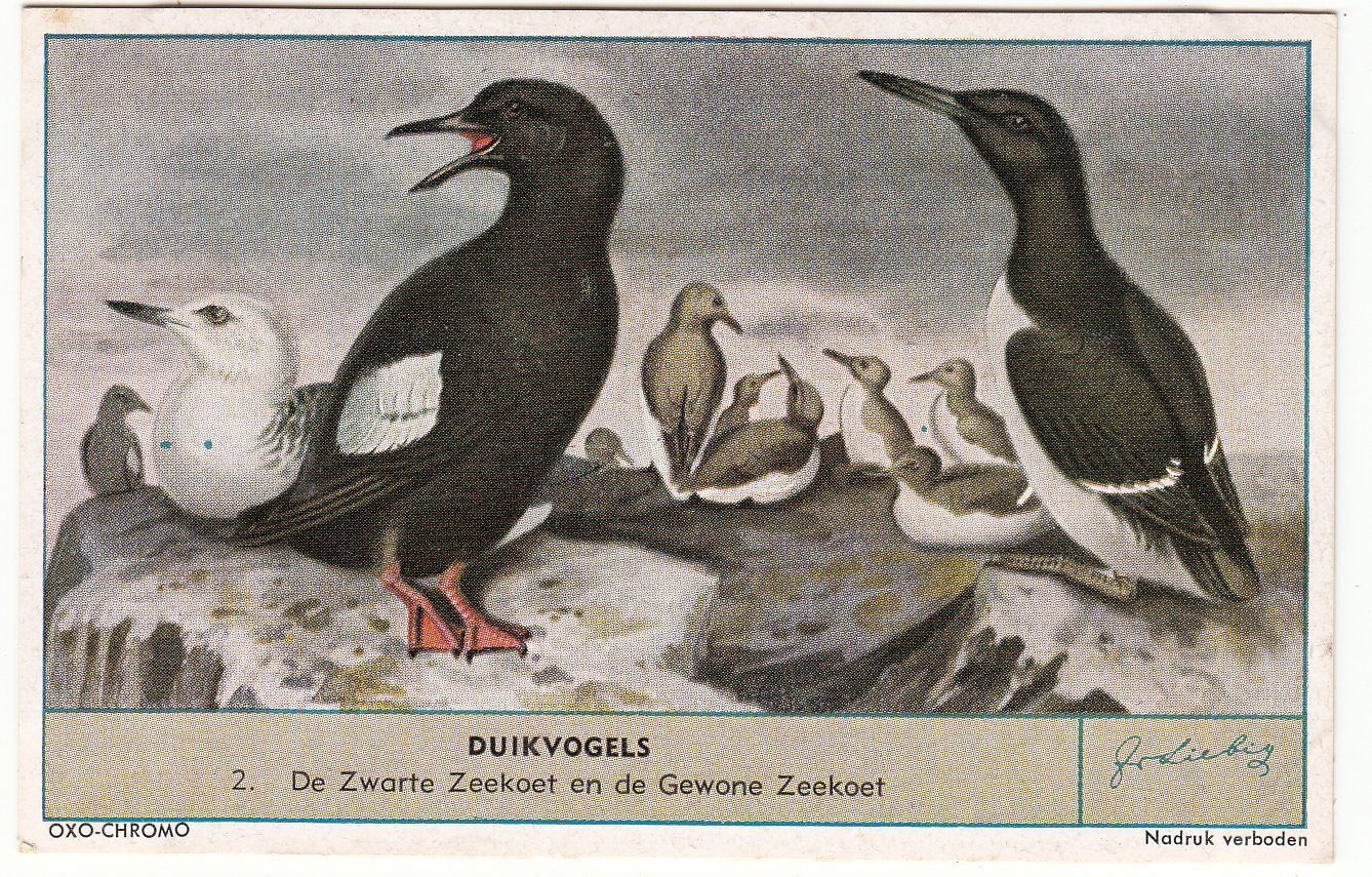 CHROMO LIEBIG DUIKVOGELS DE ZWARTE ZEEKOET EN DE GEWONE ZEEKOET 121906070730