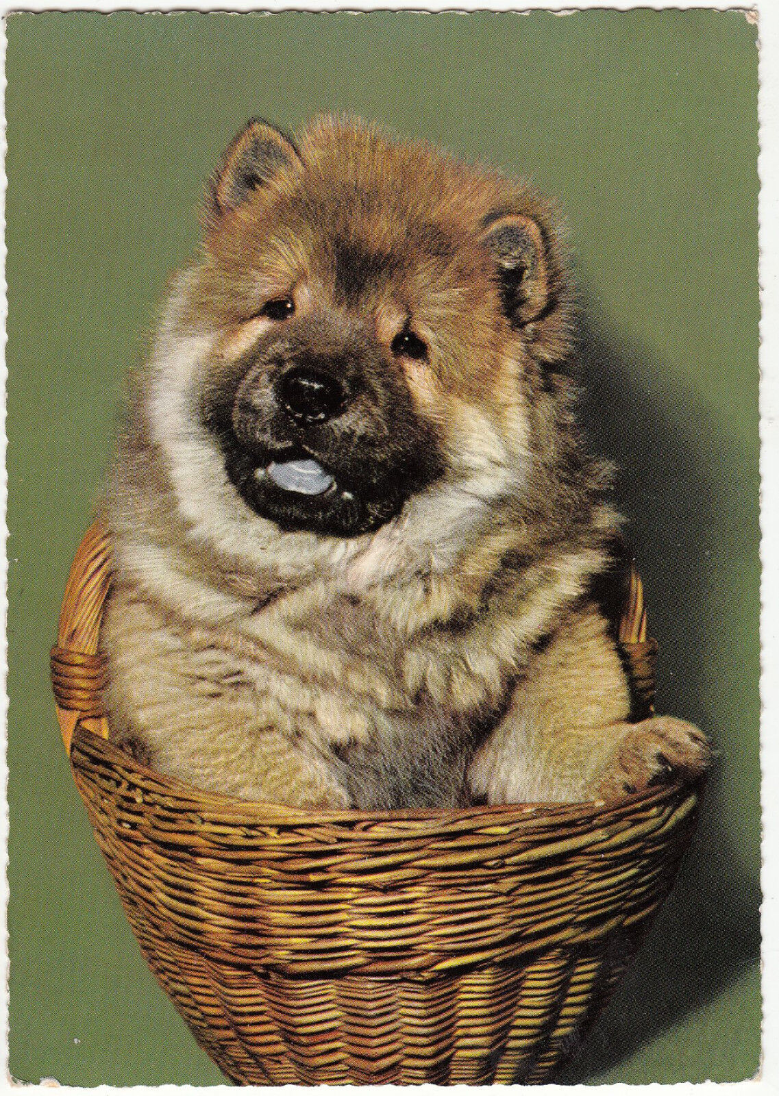 CARTE POSTALE CHIEN  ASSOCIATION REMOISE LES AMIS LES BETES