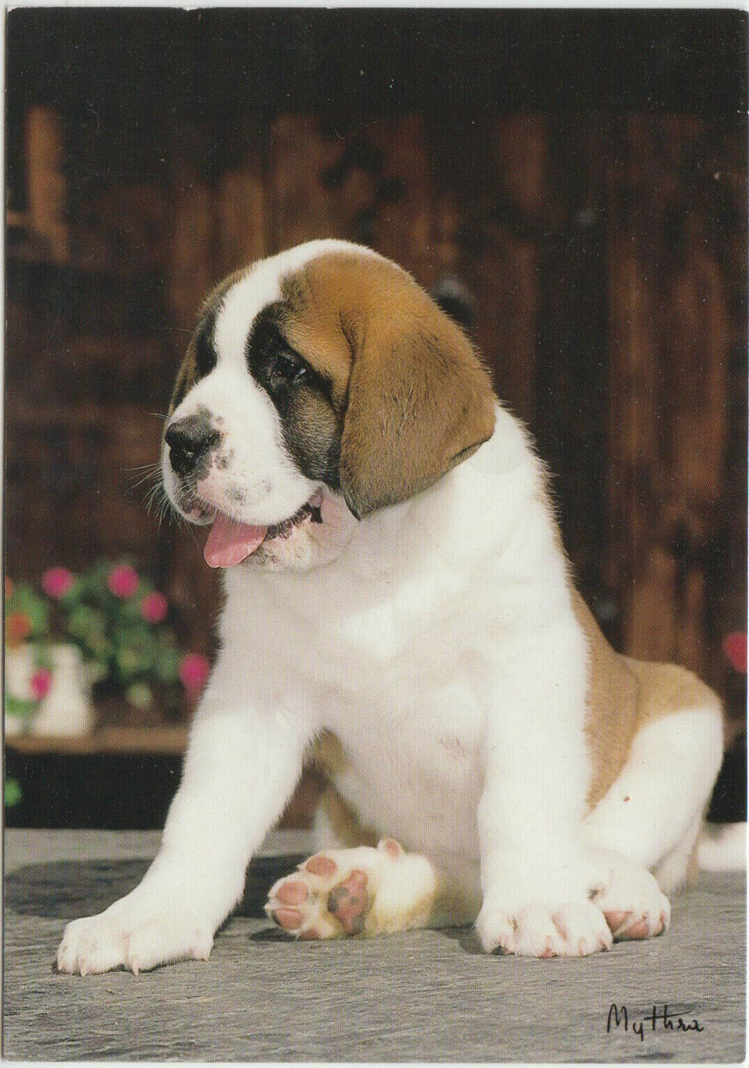 CARTE POSTALE CHIEN CHIOT ST BERNARD ELEVAGE DU PAYS DU MONT BLANC LES HOUCHES 123949607301