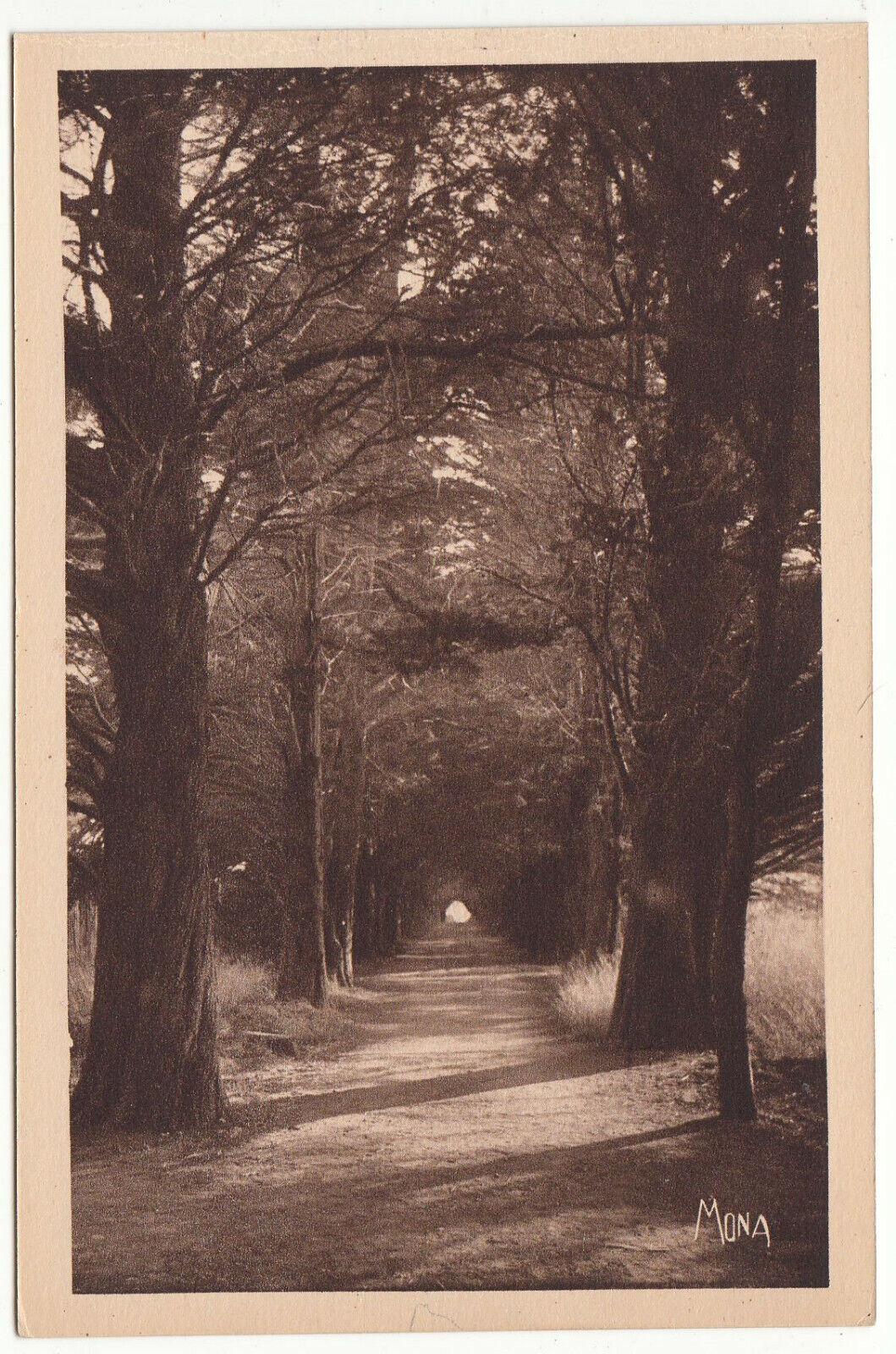 CARTE POSTALE ILE SAINT HONORAT ALLEE DES CYPRES CONDUISANT AU MONASTERE 402003998181