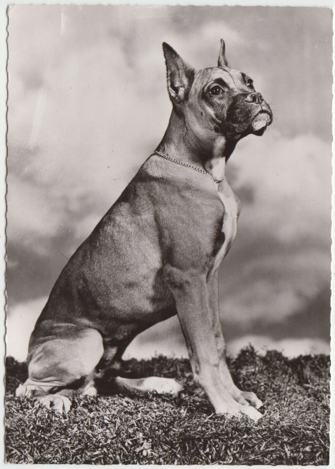 CARTE POSTALE MODERNE CHIEN BOXER 401931657311