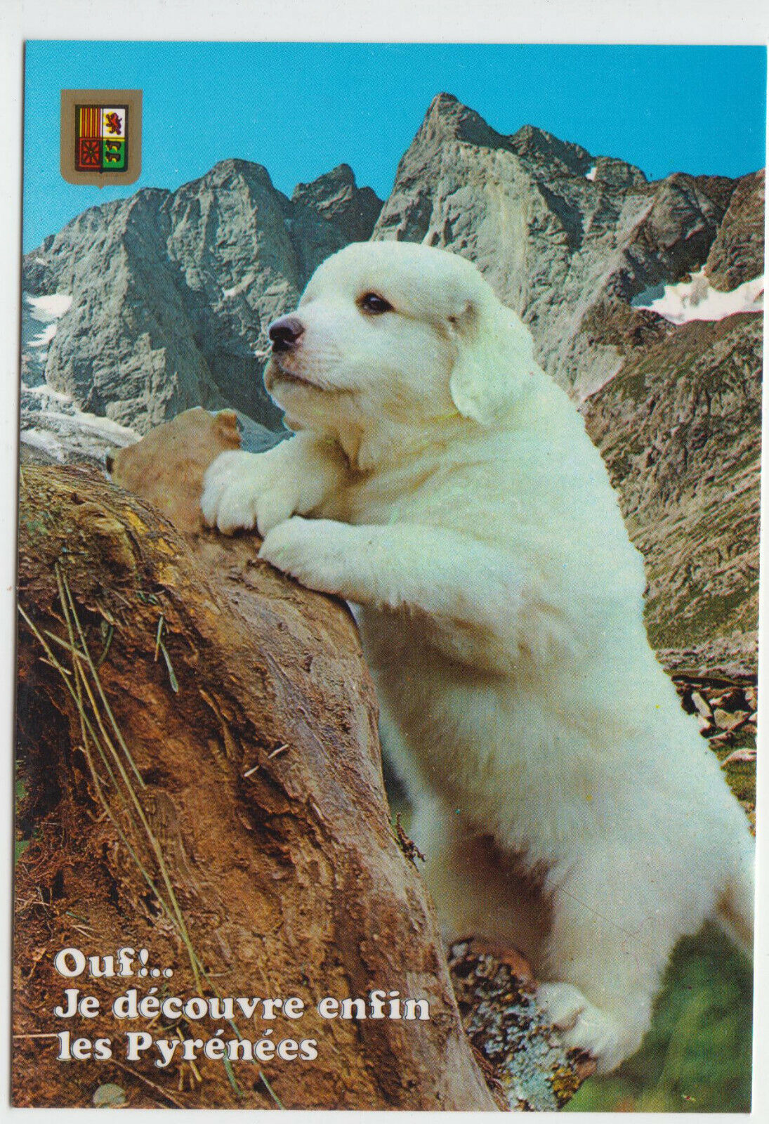 CARTE POSTALE MODERNE CHIEN CHIOTS DES PYRENEES 123949435691