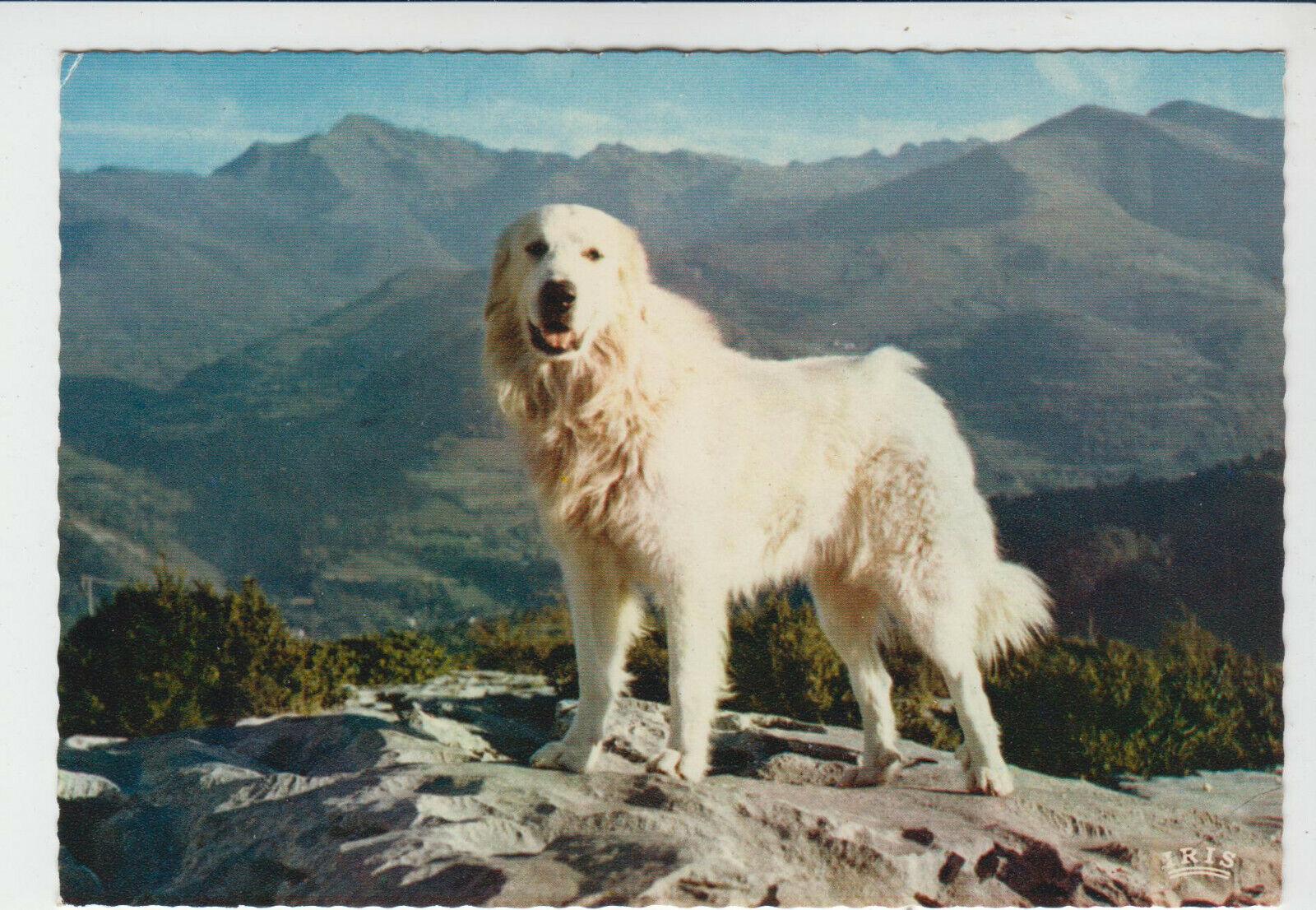 CARTE POSTALE MODERNE CHIEN DES PYRENEES BEOUT 123949411111