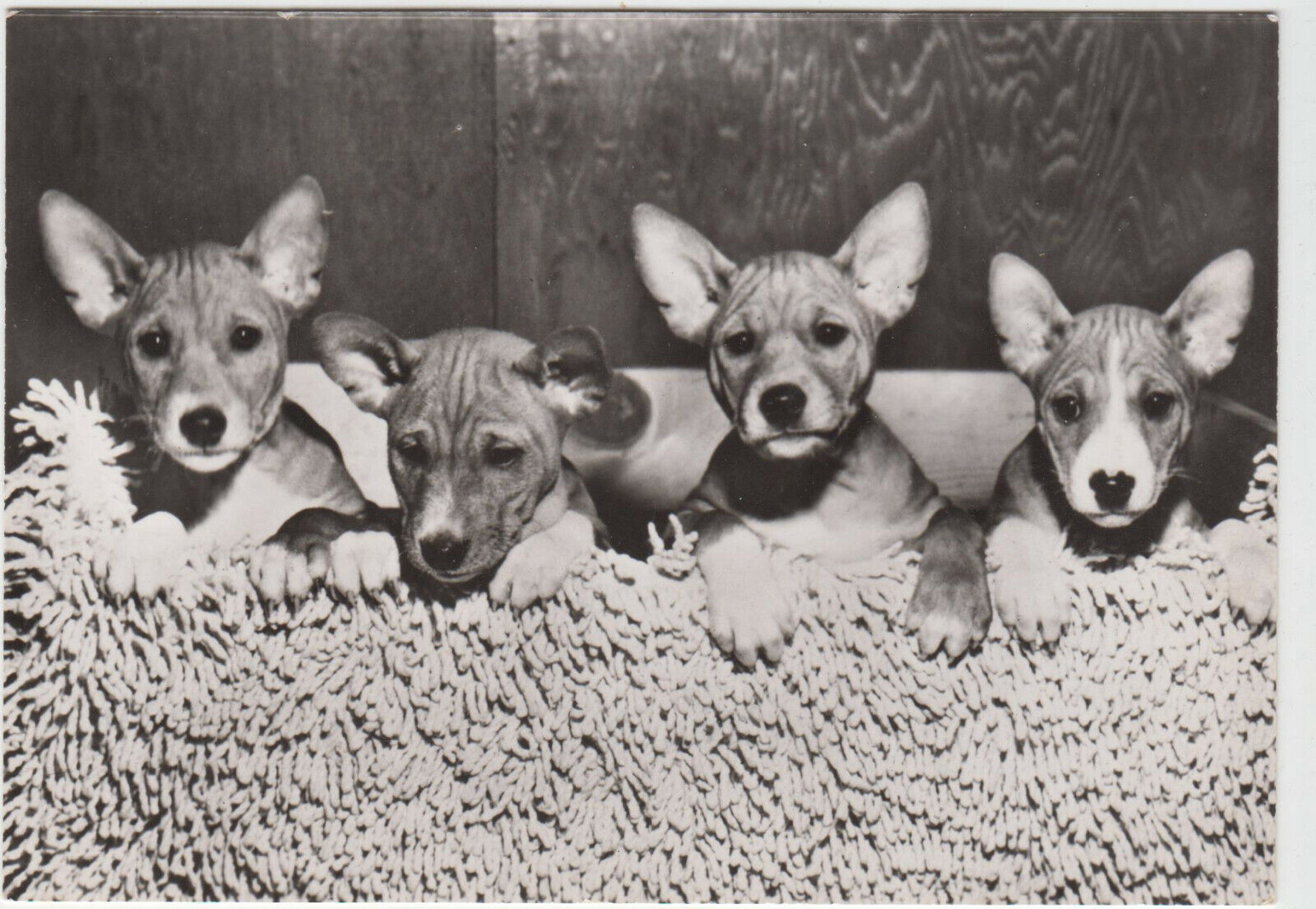 CARTE POSTALE MODERNE CHIEN JEUNES BASENJIS 123949430831