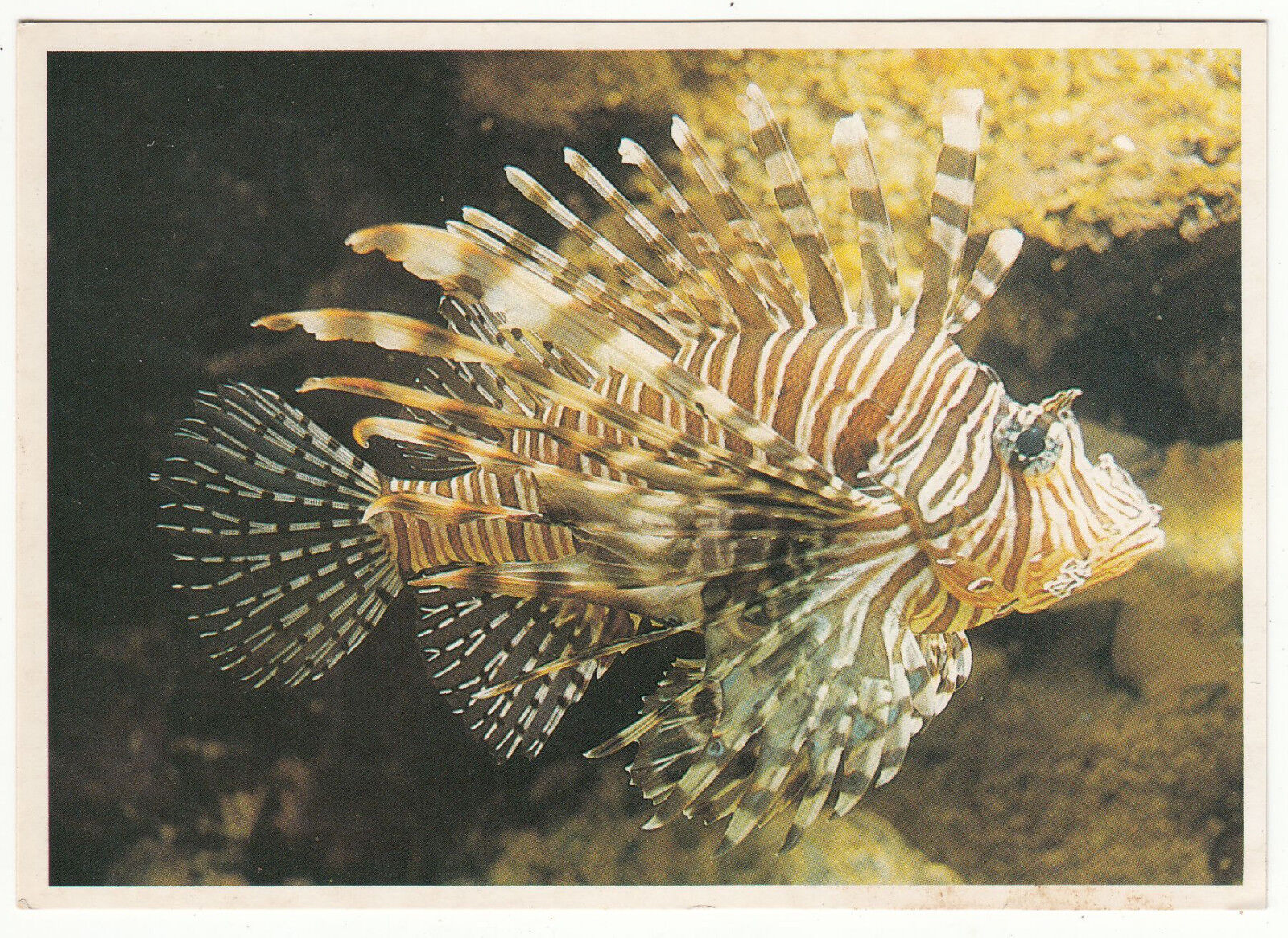 CARTE POSTALE POISSON AQUARIUM DE LA ROCHELLE ECRITE AU DOS PUBLICITE 401476662391