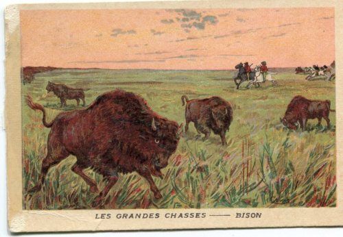 CHROMO LES GRANDES CHASSES BISON 110615822551