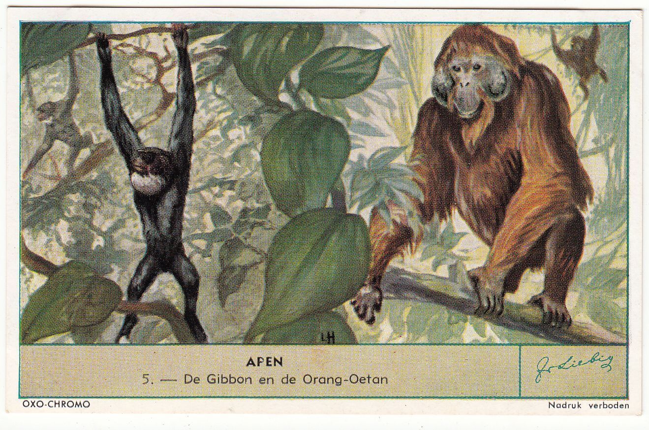 CHROMO LIEBIG APEN DE GIBBON EN DE ORANG OETAN 401078230531