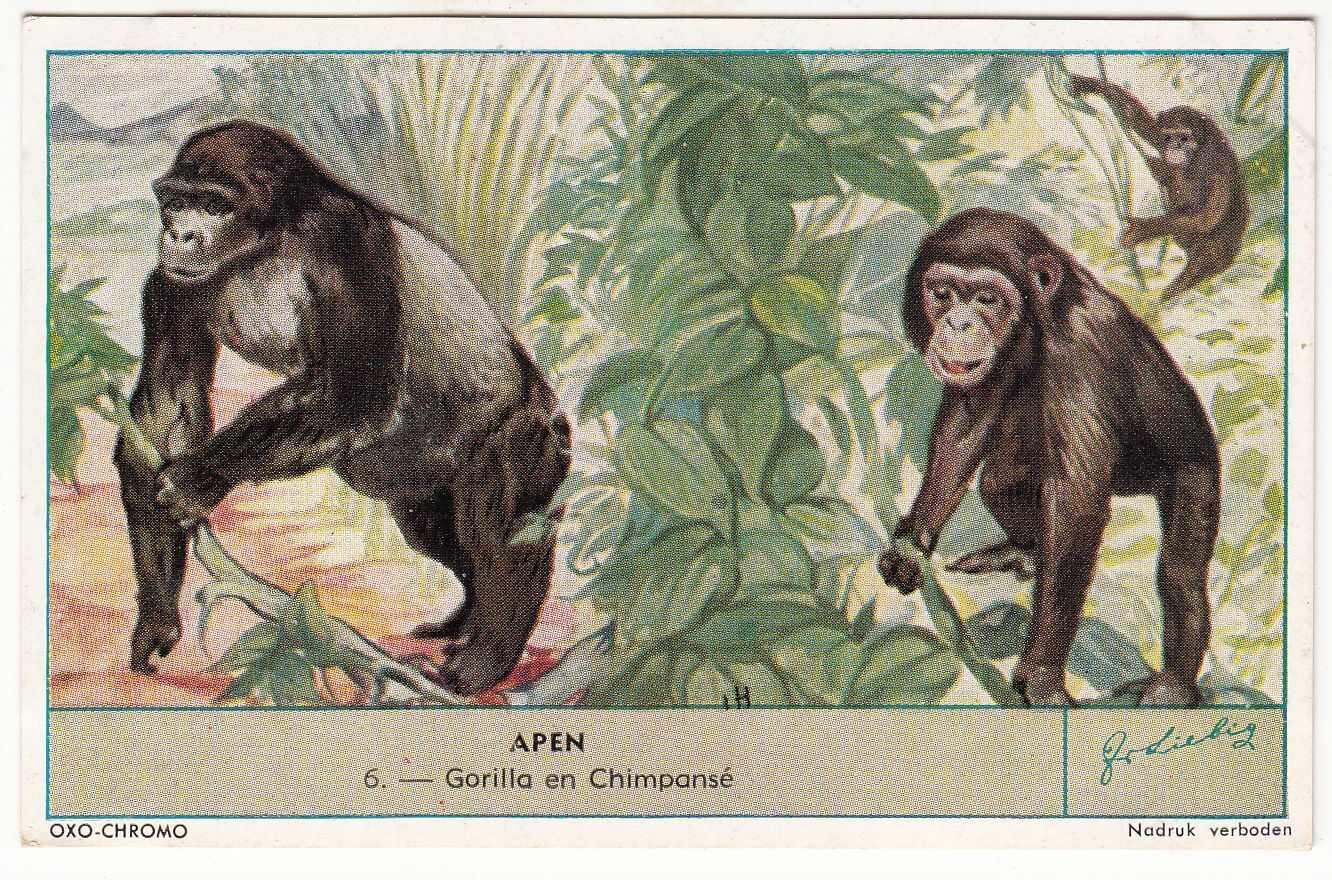 CHROMO LIEBIG APEN GORILLA EN CHIMPANSE 401078228981