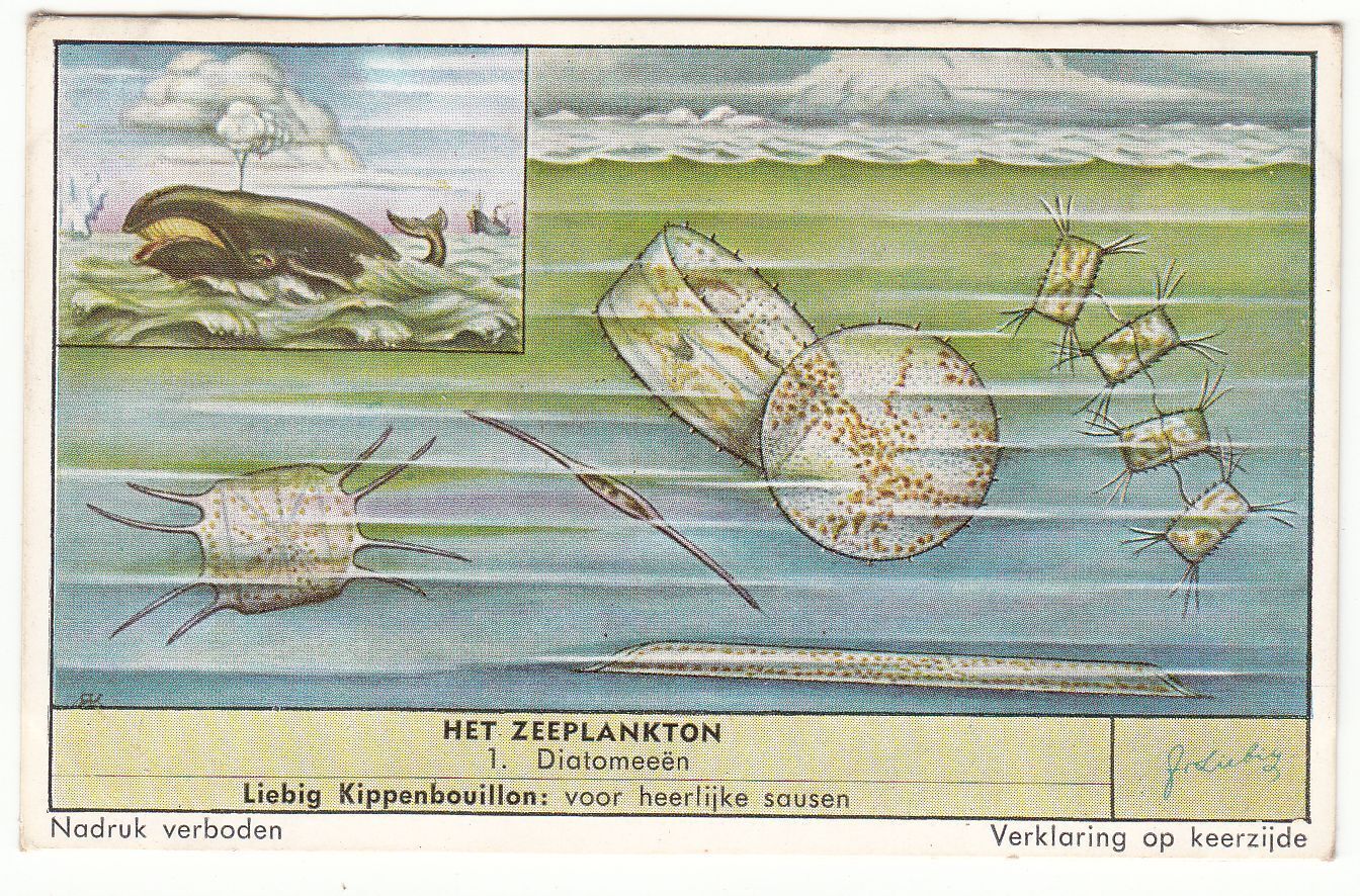 CHROMO LIEBIG HET ZEEPLANKTON DIATOMEEEN 401078218771