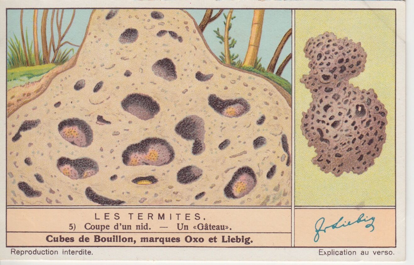 CHROMO LIEBIG LES TERMITES COUPE D UN NID UN GATEAU 121462290111