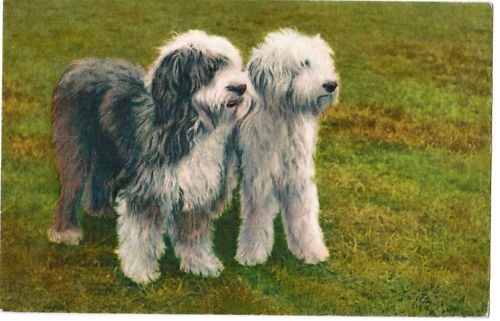 CPA     CHIEN BERGERS ANGLAIS