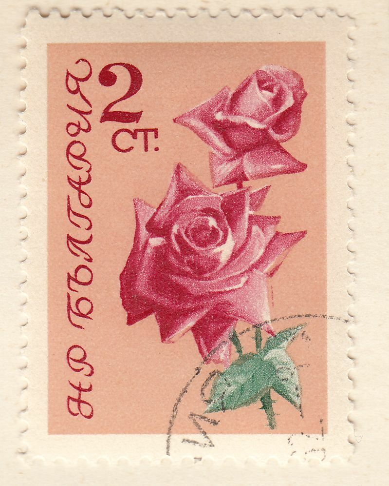 TIMBRE BULGARIE OBL N 1128 FLEURS ROSE 124050903331