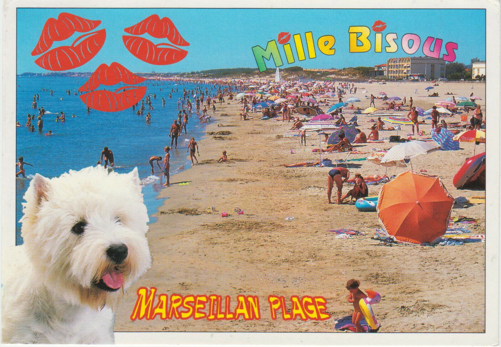 CARTE POSTALE CHIEN BICHON MARSEILLAN PLAGE 401931937162