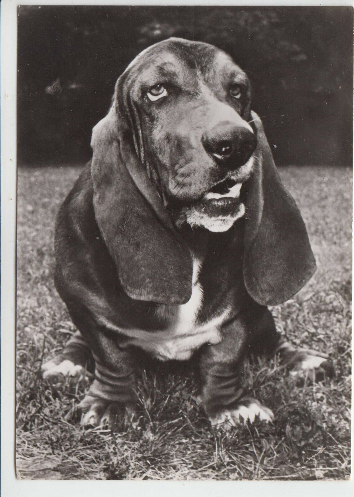 CARTE POSTALE MODERNE CHIEN BASSET ARTESIEN NORMAND 123946386952