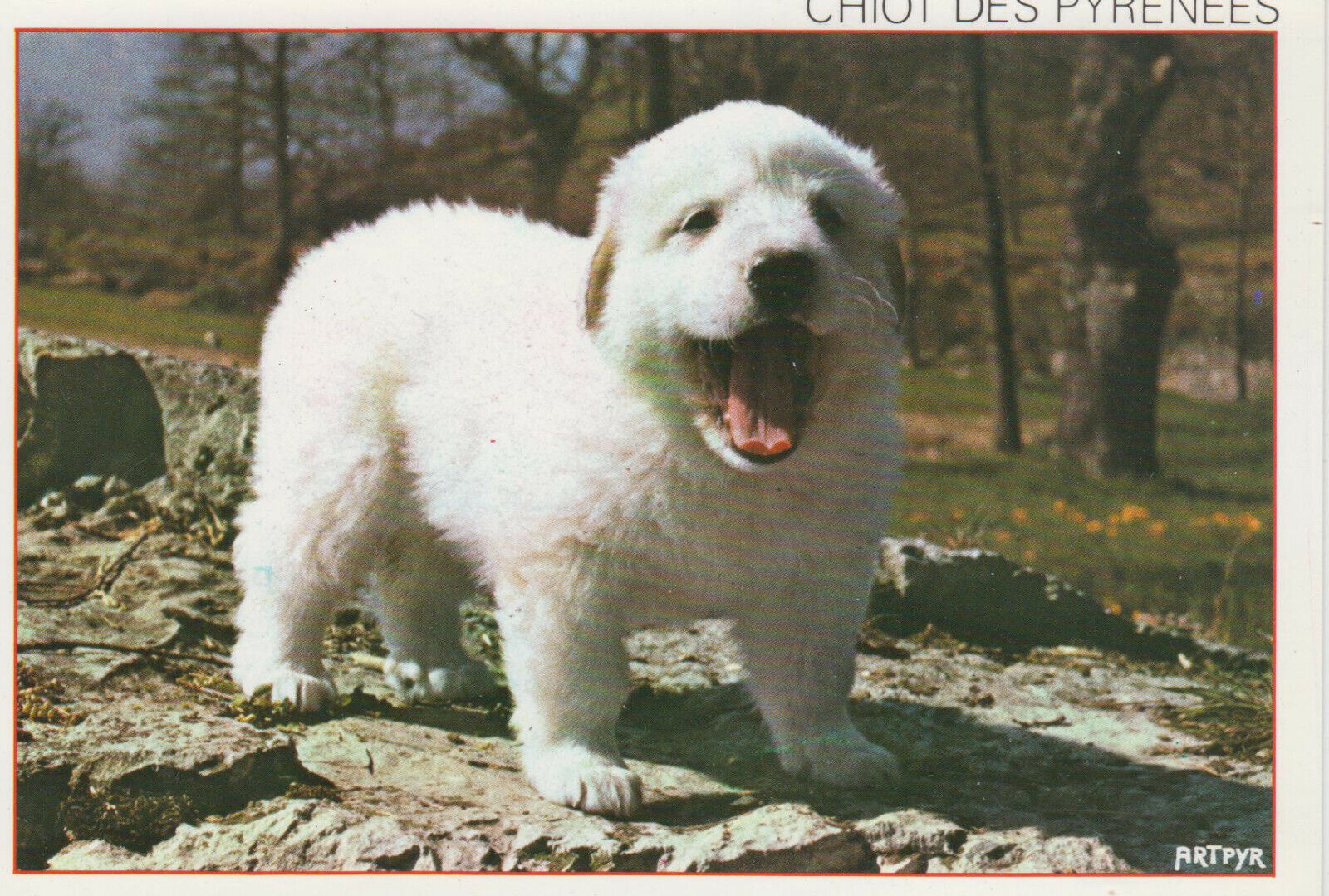 CARTE POSTALE MODERNE CHIEN CHIOTS DES PYRENEES ELEVAGE DE LA TOUR DE VIDALOS 123949599552