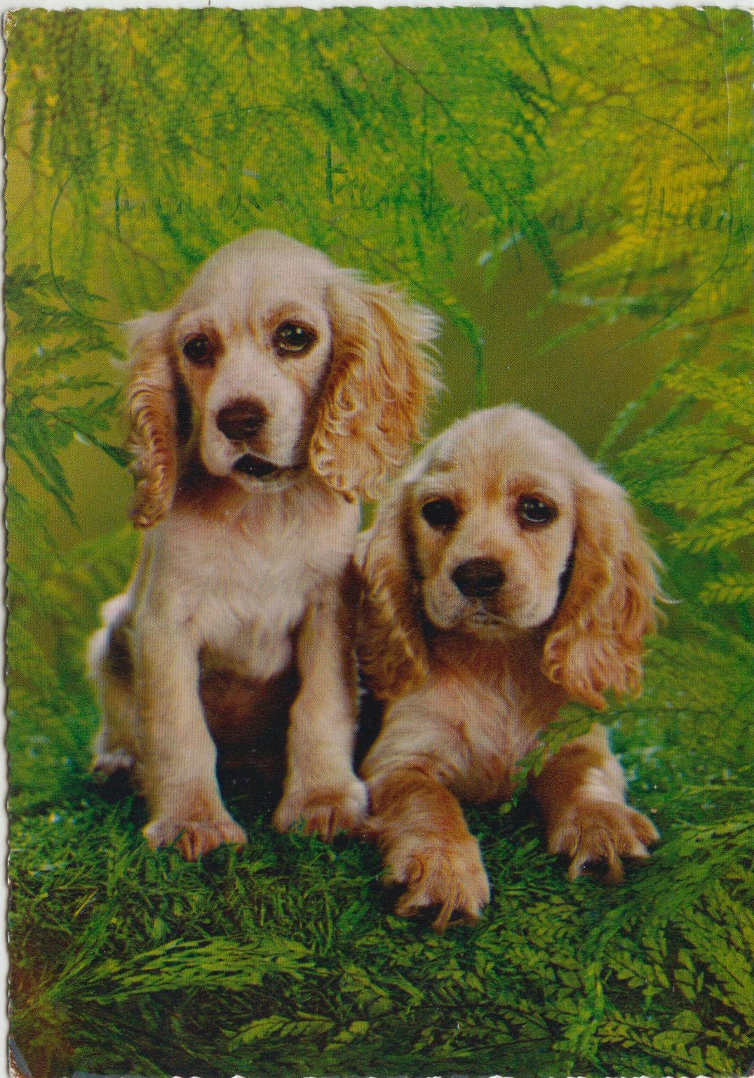 CARTE POSTALE MODERNE CHIEN COCKER SPANIEL 123949659822