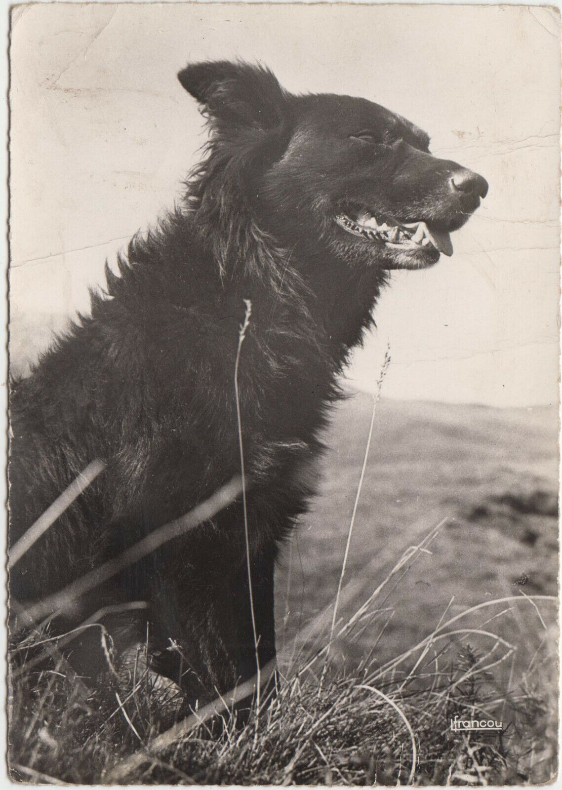 CARTE POSTALE MODERNE CHIEN GARDIEN DE TROUPEAU 401931671142