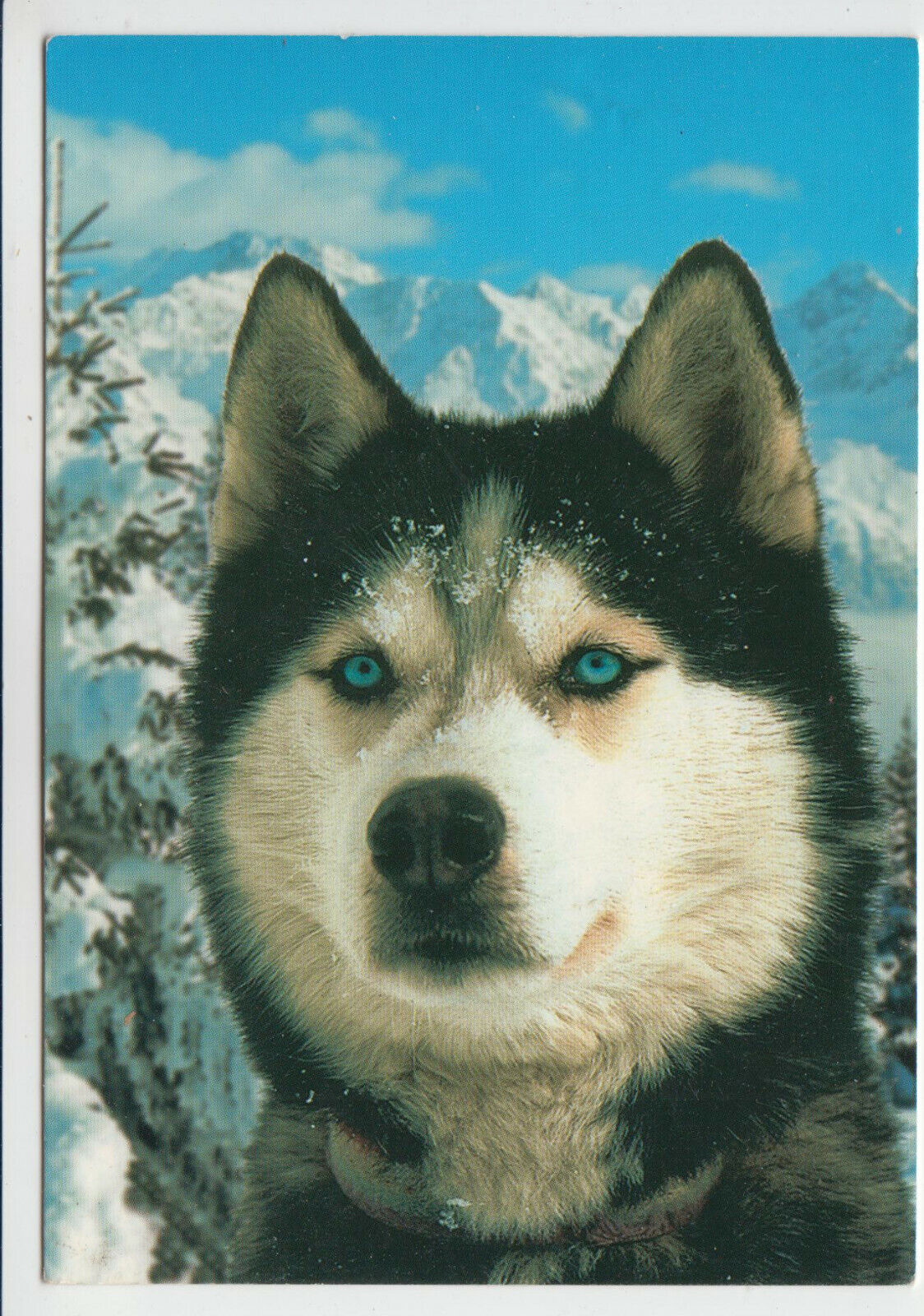 CARTE POSTALE MODERNE CHIEN HUSKY 401931680182