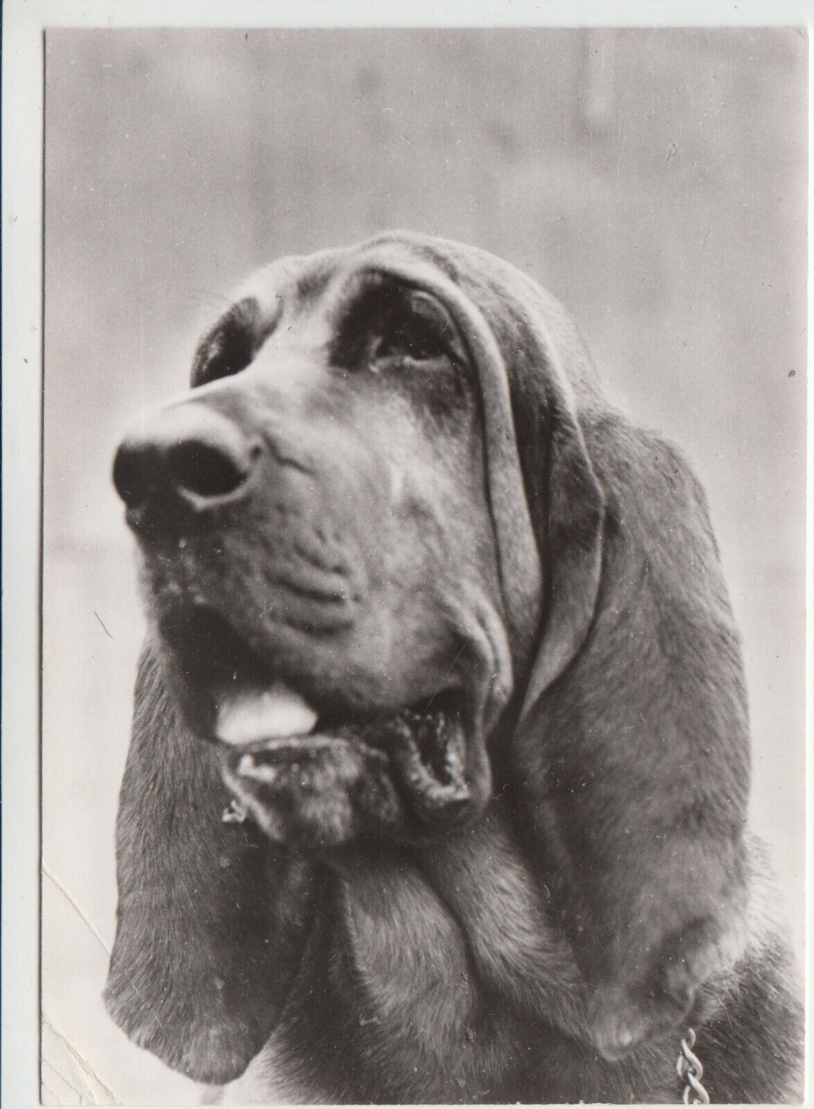 CARTE POSTALE MODERNE CHIEN SAINT HUBERT 401931657142