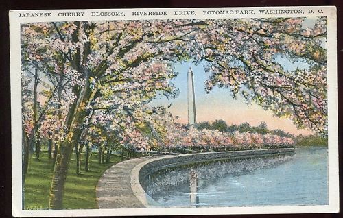 CP USA JAPANESE CHERRY BLOSSOMS POTOMAC WASHINGTON D C 120680194072