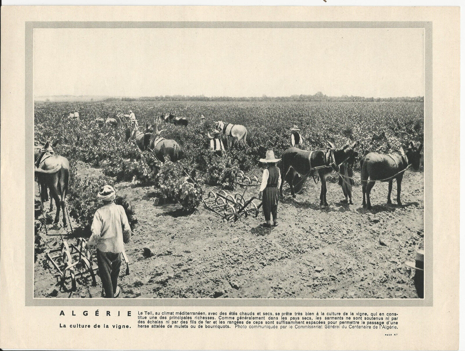 GRAVURE ANNEE 30 ALGERIE LA CULTURE DE LA VIGNE 401285178092