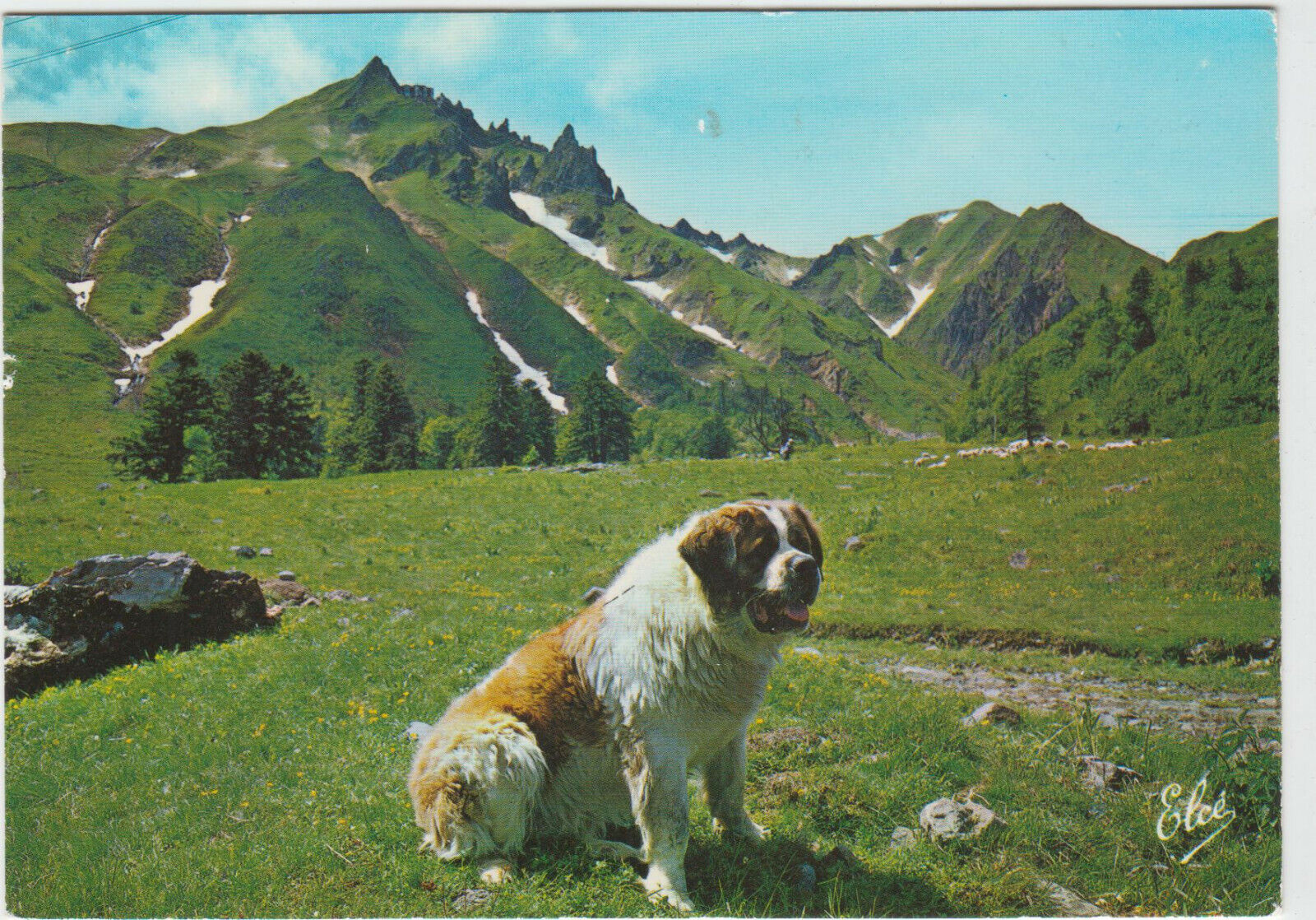 CARTE POSTALE CHIEN LE SECOURISTE DU SANCY SAINT BERNARD 123950574643