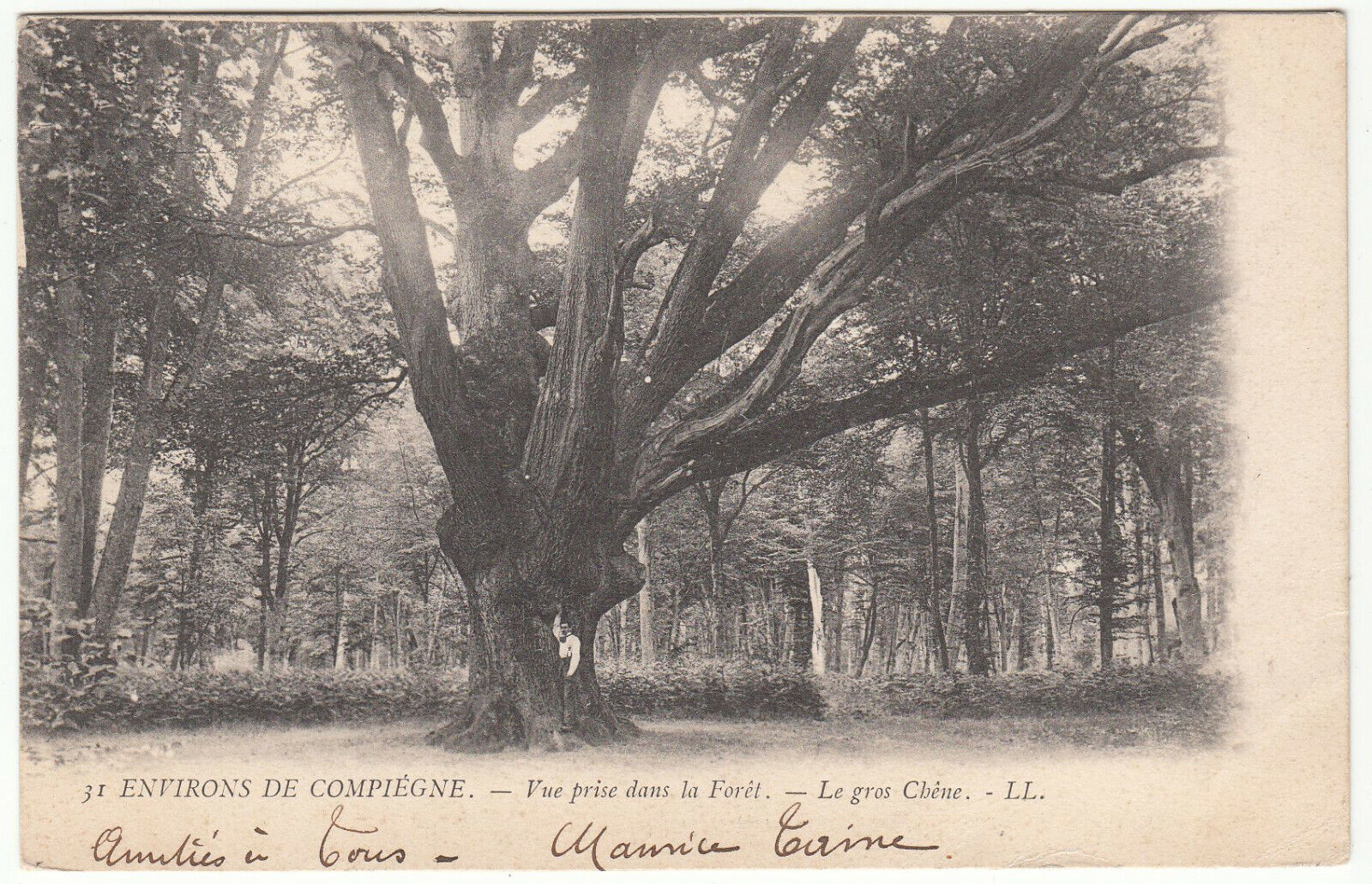 CARTE POSTALE ENVIRONS DE COMPIEGNE VUE PRISE DANS LA FORET LE GROS CHENE 123977428443