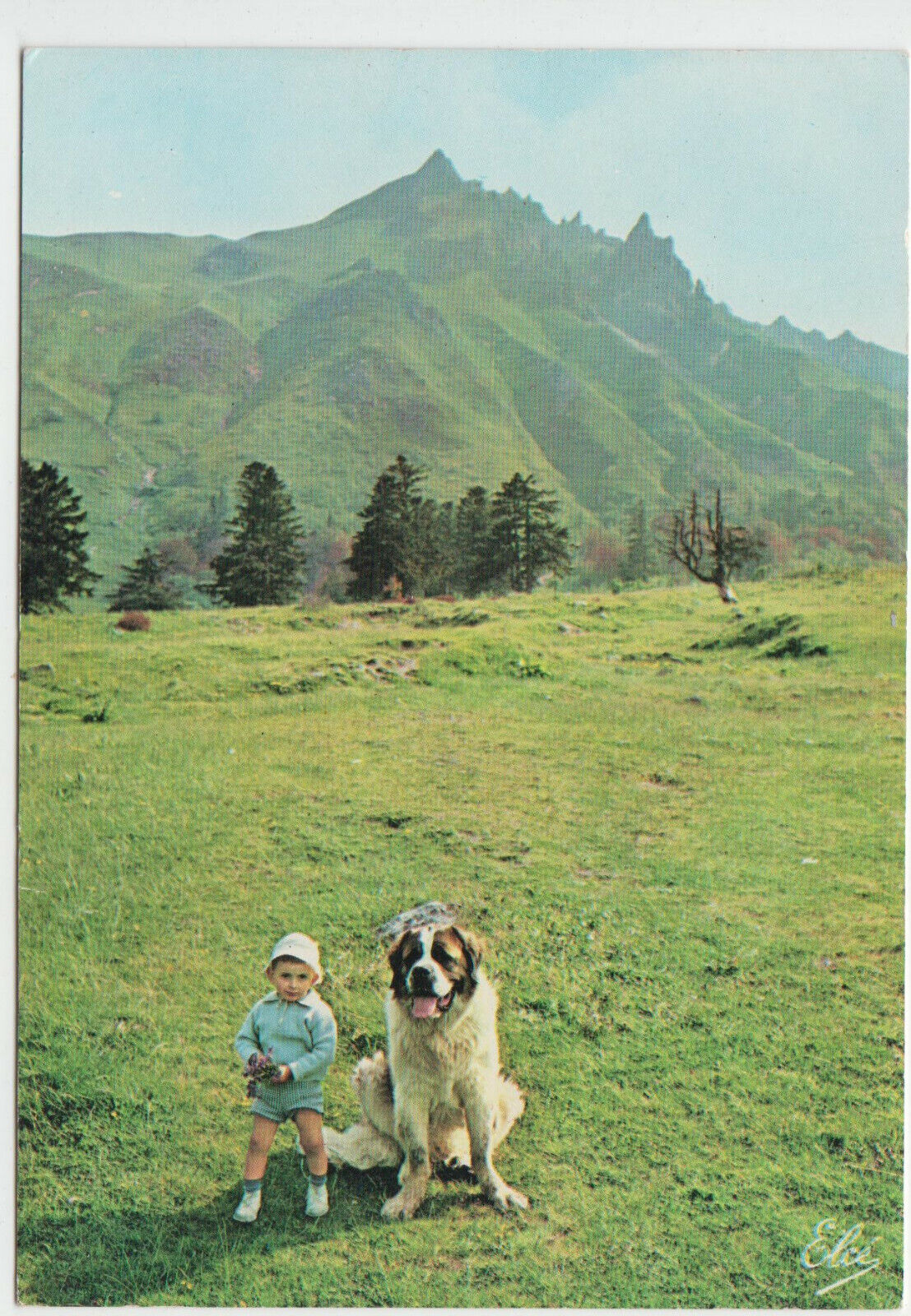 CARTE POSTALE MODERNE CHIEN SAINT BERNARD 123949411353