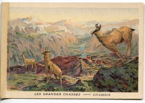 CHROMO LES GRANDES CHASSES CHAMOIS 110655491803