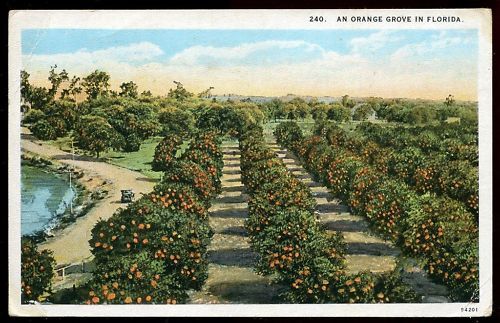 CP USA AN ORANGE GROVE IN FLORIDA 120680452753