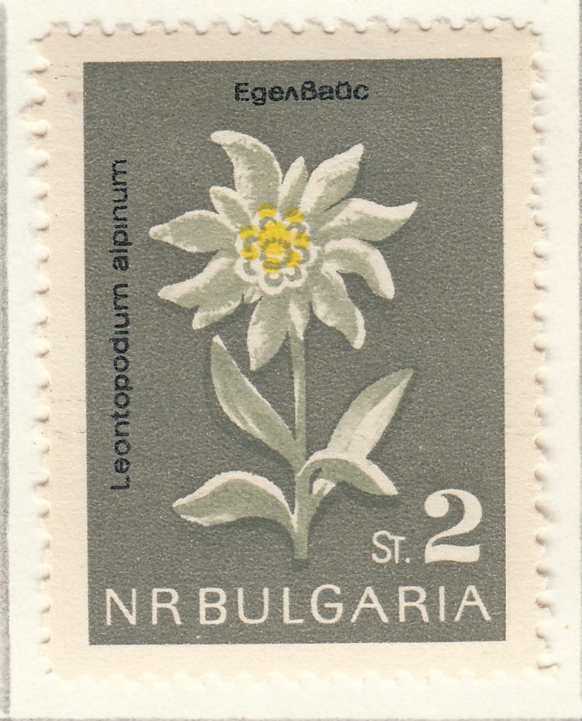 TIMBRE BULGARIE NEUF N 1209 FLEURS EDELWEISS 402040641423