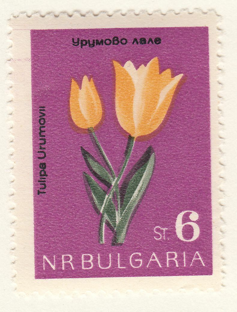 TIMBRE BULGARIE NEUF N 1212 FLEURS TULIPE 124051044403