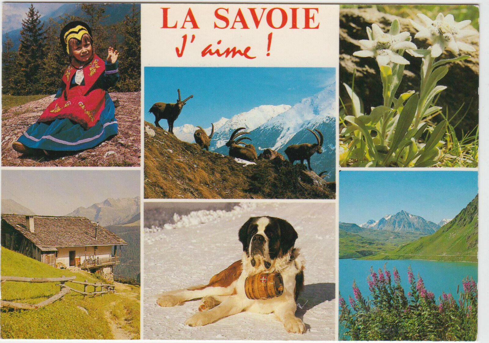 CARTE POSTALE MODERNE CHIEN SAINT BERNARD 123949837474