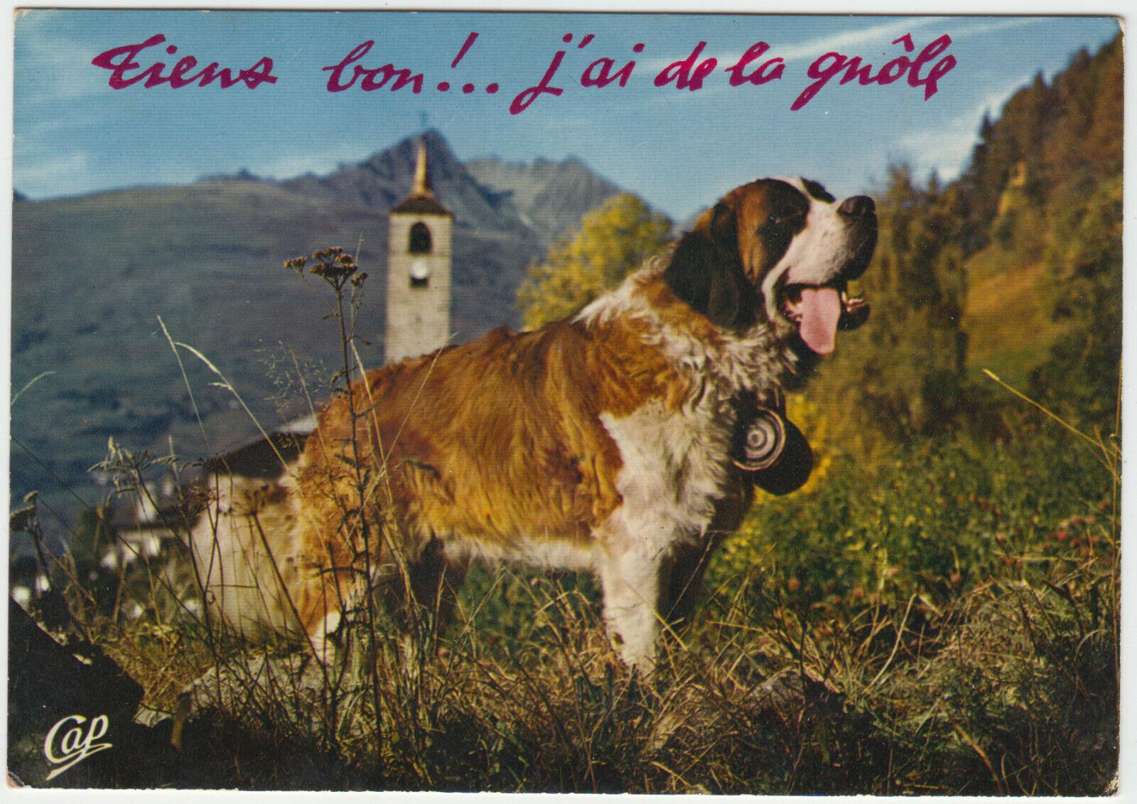 CARTE POSTALE MODERNE CHIEN SAINT BERNARD 123949846784