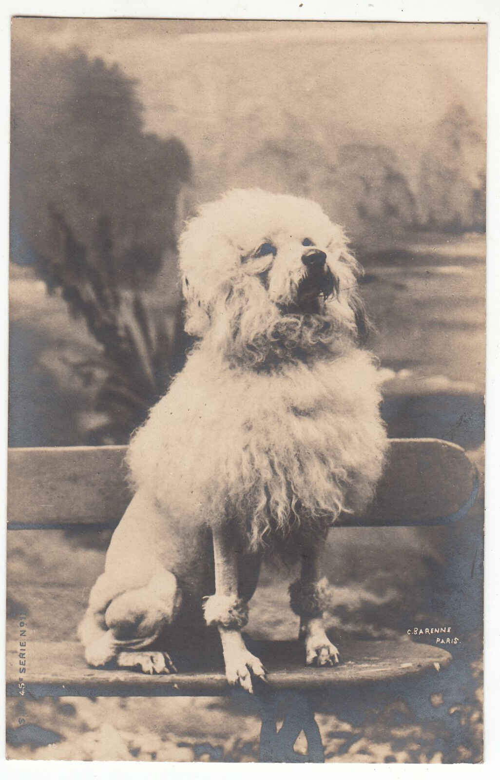 CARTE POSTALE PHOTO CHIEN 401389607554