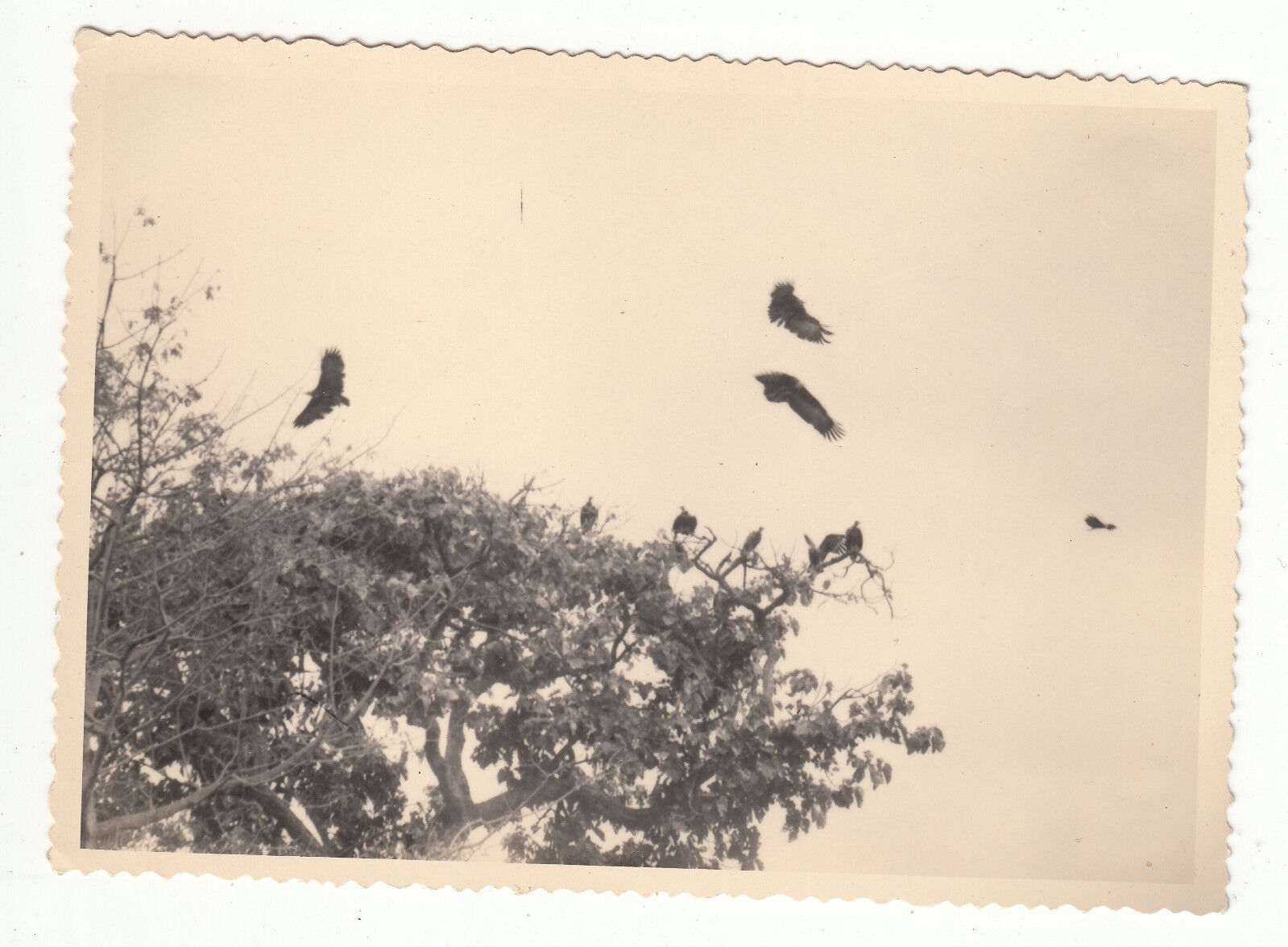 PHOTO MILITAIRE AFRIQUE BOUAKE UN GROUPE DE CHAROGNARDS NOVEMBRE 1961 401206659374