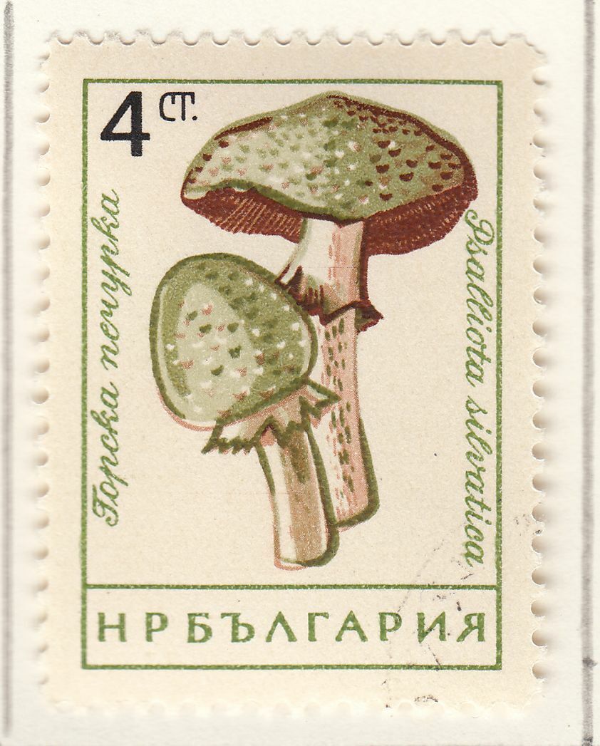 TIMBRE BULGARIE obl N 1100 CHAMPIGNON PSALLIOTE 402039934664