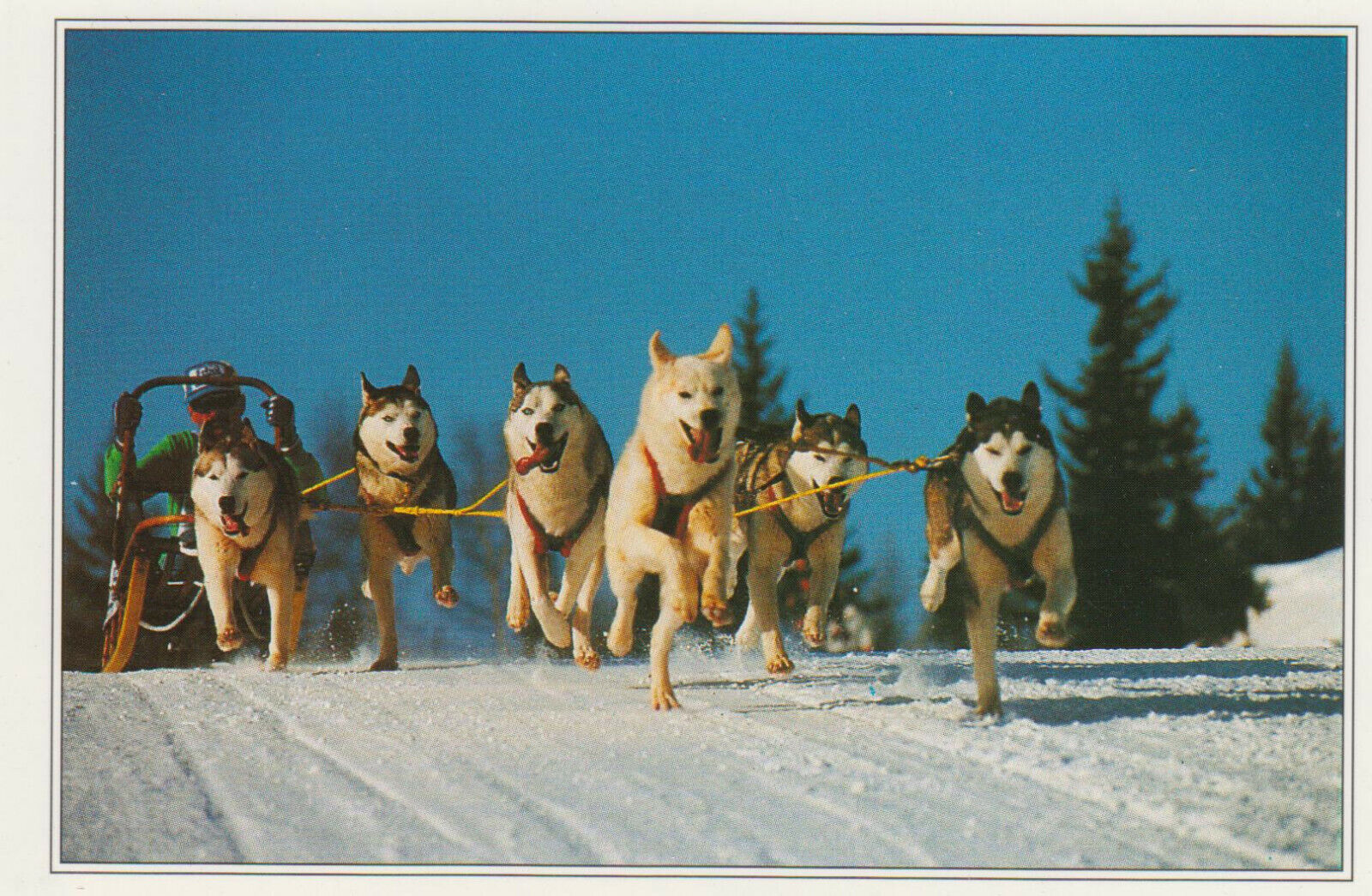 CARTE POSTALE CHIEN ATTELAGE DE HUSKYS 123950564745